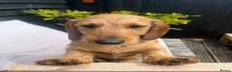 Dachshund dogs for stud: STUD ONLY Wire-haired Standard Dachshund  - Advert 5