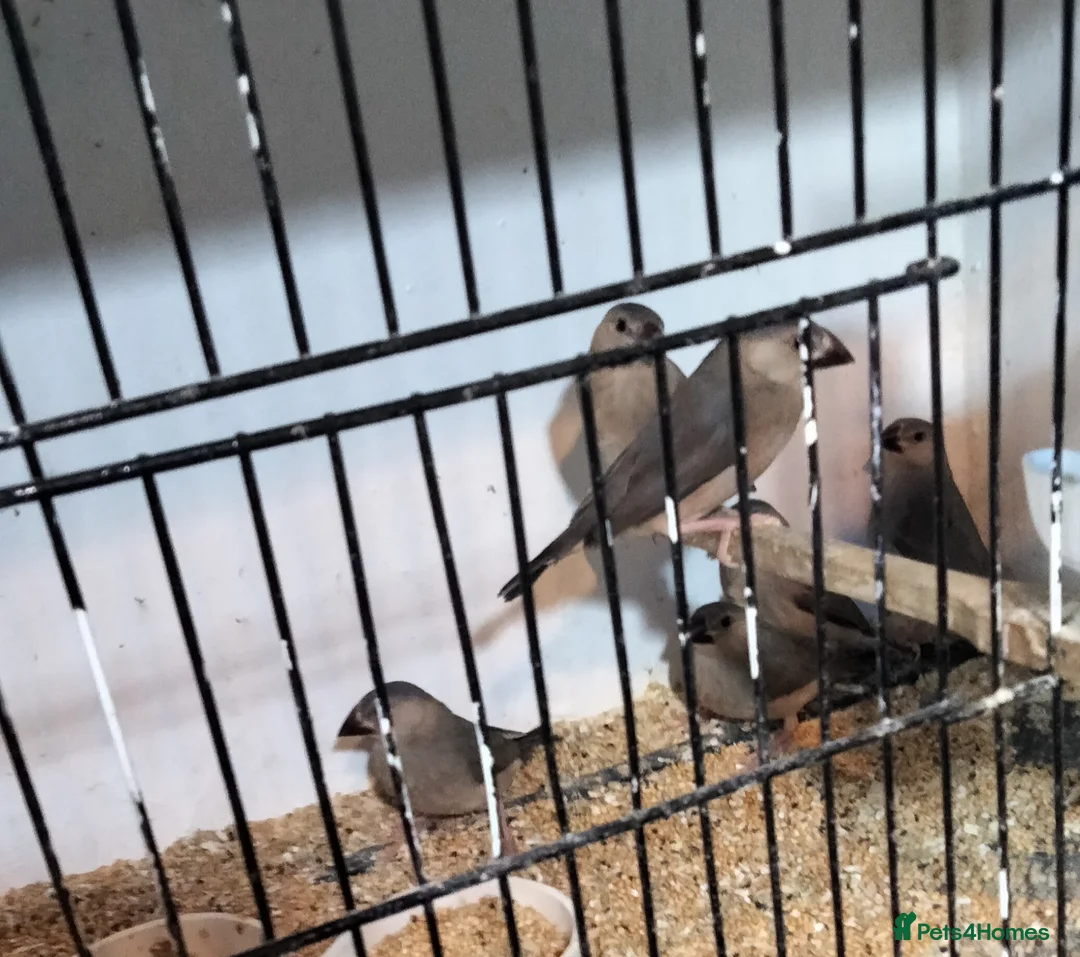 Finches birds for sale: Java sparrows  - Advert 1
