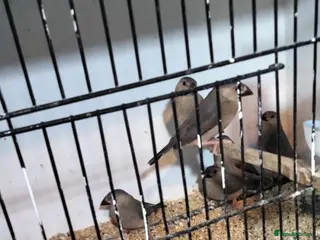 Finches birds Java sparrows - Advert 2