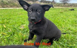 German Shepherd dogs for sale: Working Line German Shepherd Puppies - Cornwall - Image 7