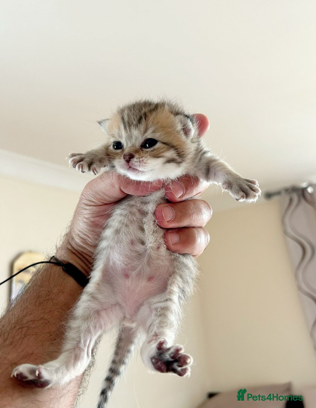 British Shorthair cats for sale: British shorthair chocolate and silver pointed  - Image 5