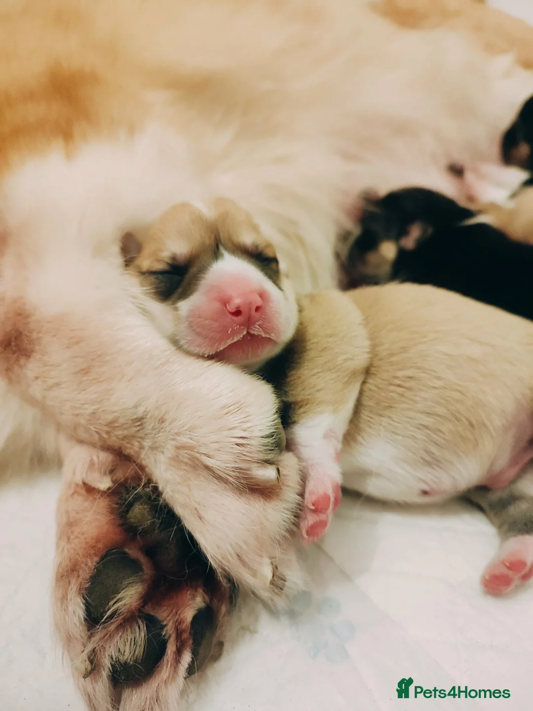 Welsh Corgi Pembroke dogs for sale: Welsh Corgi (Pembroke)  - Advert 2