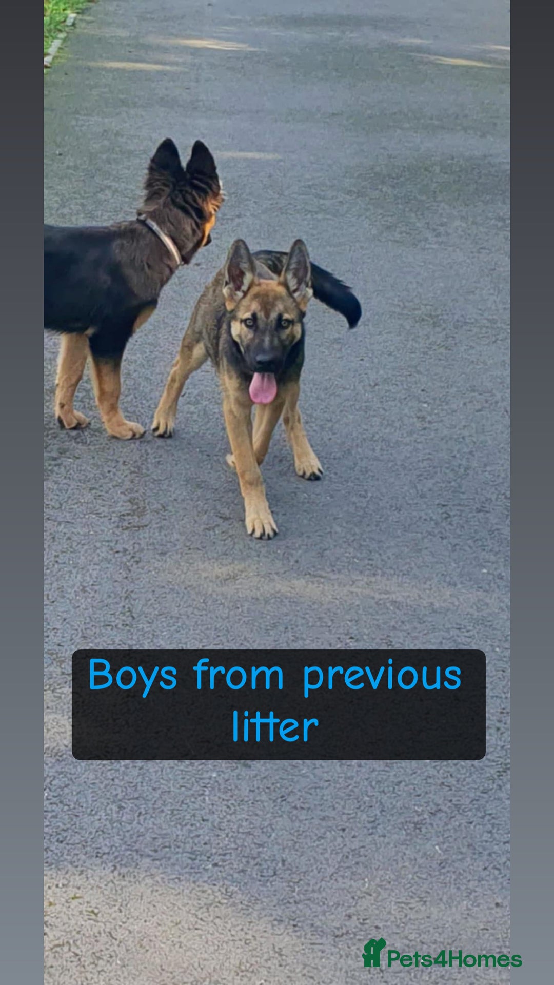 Shepsky dogs for sale: 9 beautiful Shepsky puppies in Doncaster - Advert 14