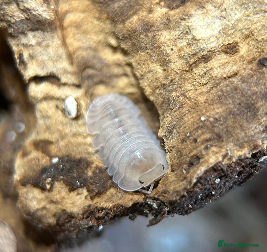 Mixed Breed invertebrates for sale: Isopods, Millipedes & Springtails - Image 5