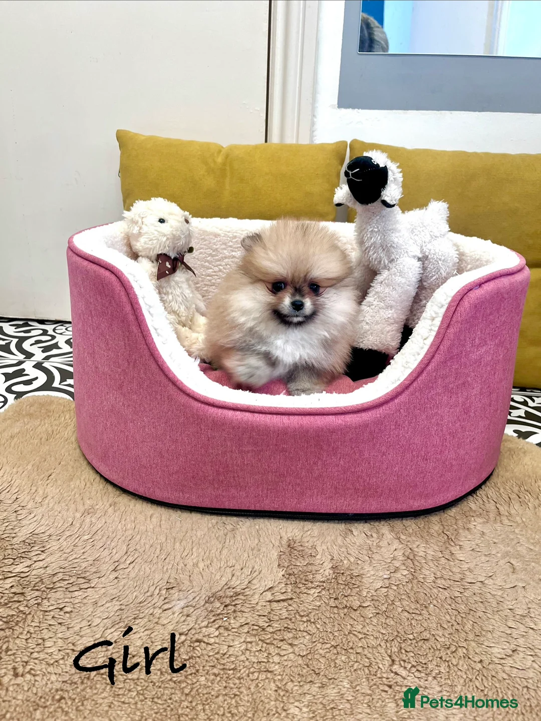 Pomeranian dogs for sale: Top Quality 🐻 Teddy Bears  - Advert 12