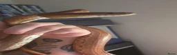 Corn Snake reptiles for sale: 2 common corn snakes - Advert 5