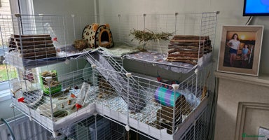 Guinea Pig rodents - Advert 5