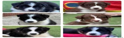 Border Collie dogs for stud: Proven Dual Reg Health Tested Red and White in Doncaster - Advert 26