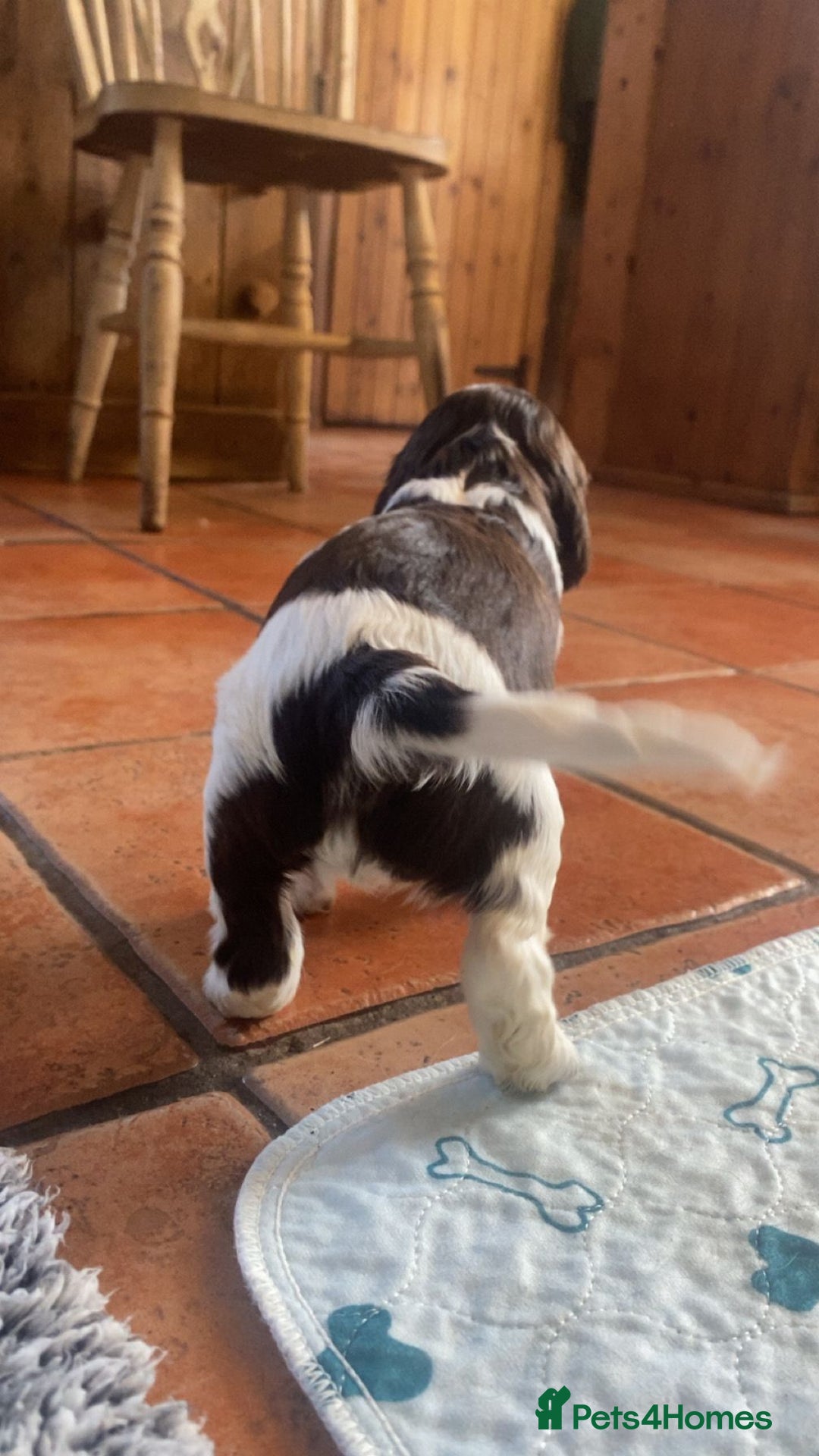 Cockalier dogs for sale: Stunning girls. DNA health tested parents  - Image 5