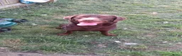 Labrador Retriever dogs for stud: Rich chocolate Lab STUD! - Advert 3