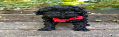 Cavapoo 2