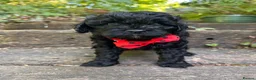 Cavapoo dogs for sale: Cavapoos From Extensively Health Tested Parents - Advert 8