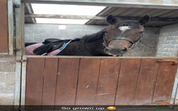 English Thoroughbred horses for sale: Lovely well put together 15.3 4yo Mare - Image 2
