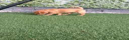 Golden Retriever dogs for sale: Beautiful family raised fox red golden retriever.  - Advert 18