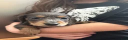 Dachshund dogs for sale: 3 kc Miniature daschunds Puppys  - Advert 11