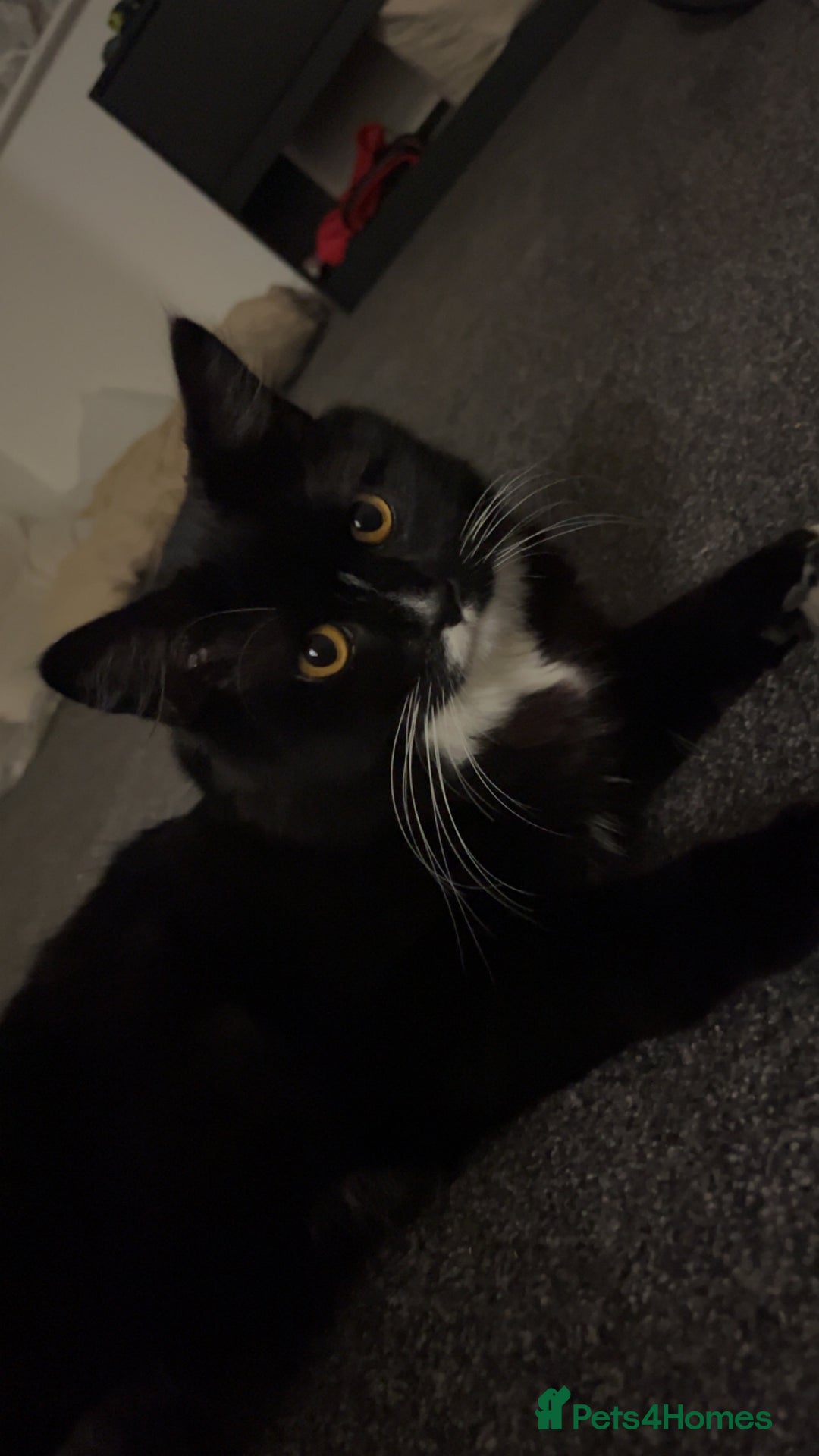 British Shorthair cats for sale: Ikraam - Advert 3