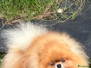 Pomeranian dogs Kc orange pomeranian for stud duties in Reigate - Advert 20