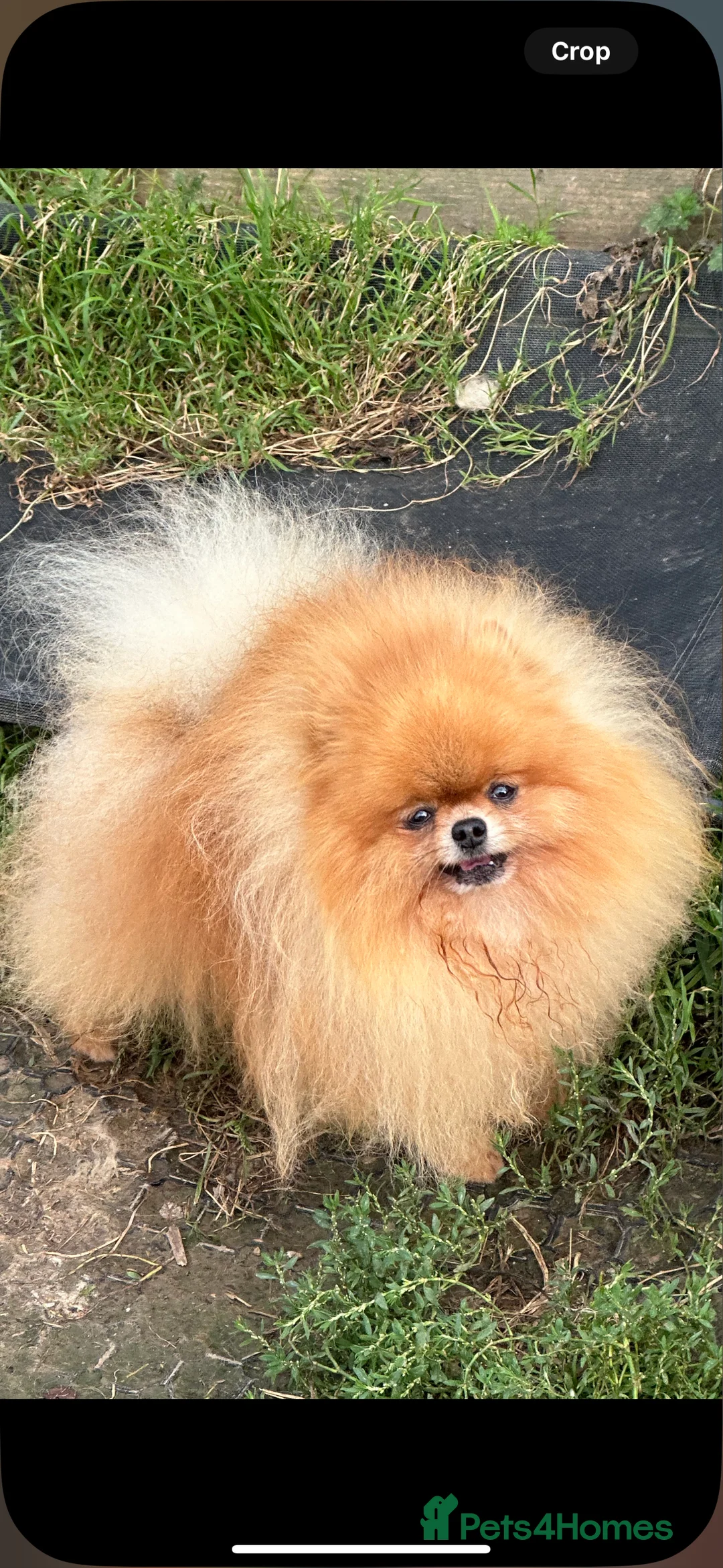 Pomeranian dogs for stud: Kc orange pomeranian for stud duties in Reigate - Advert 1