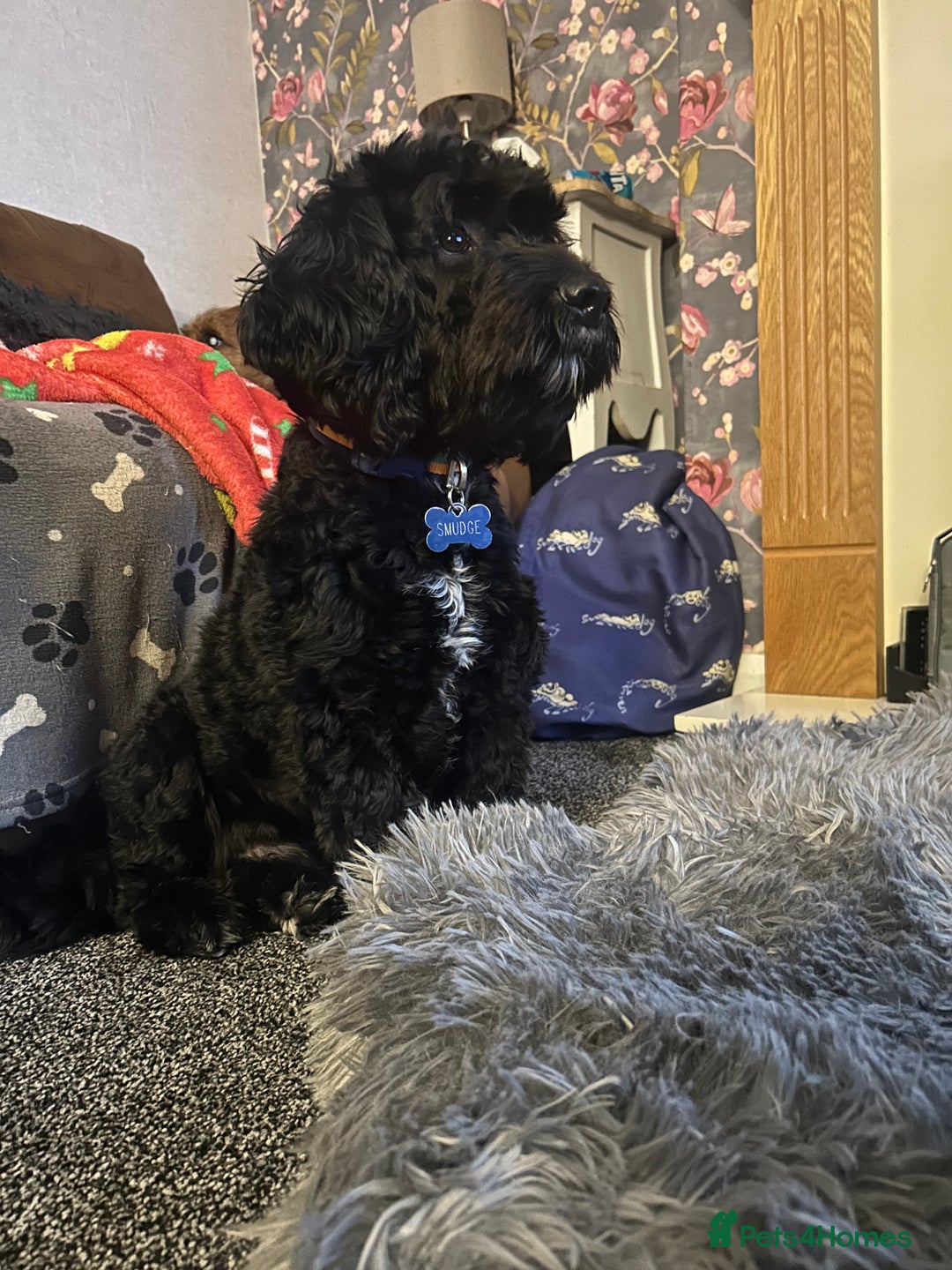 Cavapoo dogs for stud: Smudge - Image 2