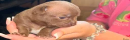Chihuahua dogs for sale: 3 chihuahua puppy’s for sale - Advert 4