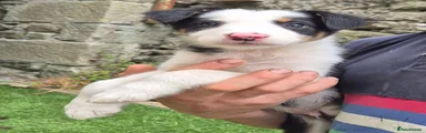 Border Collie 1