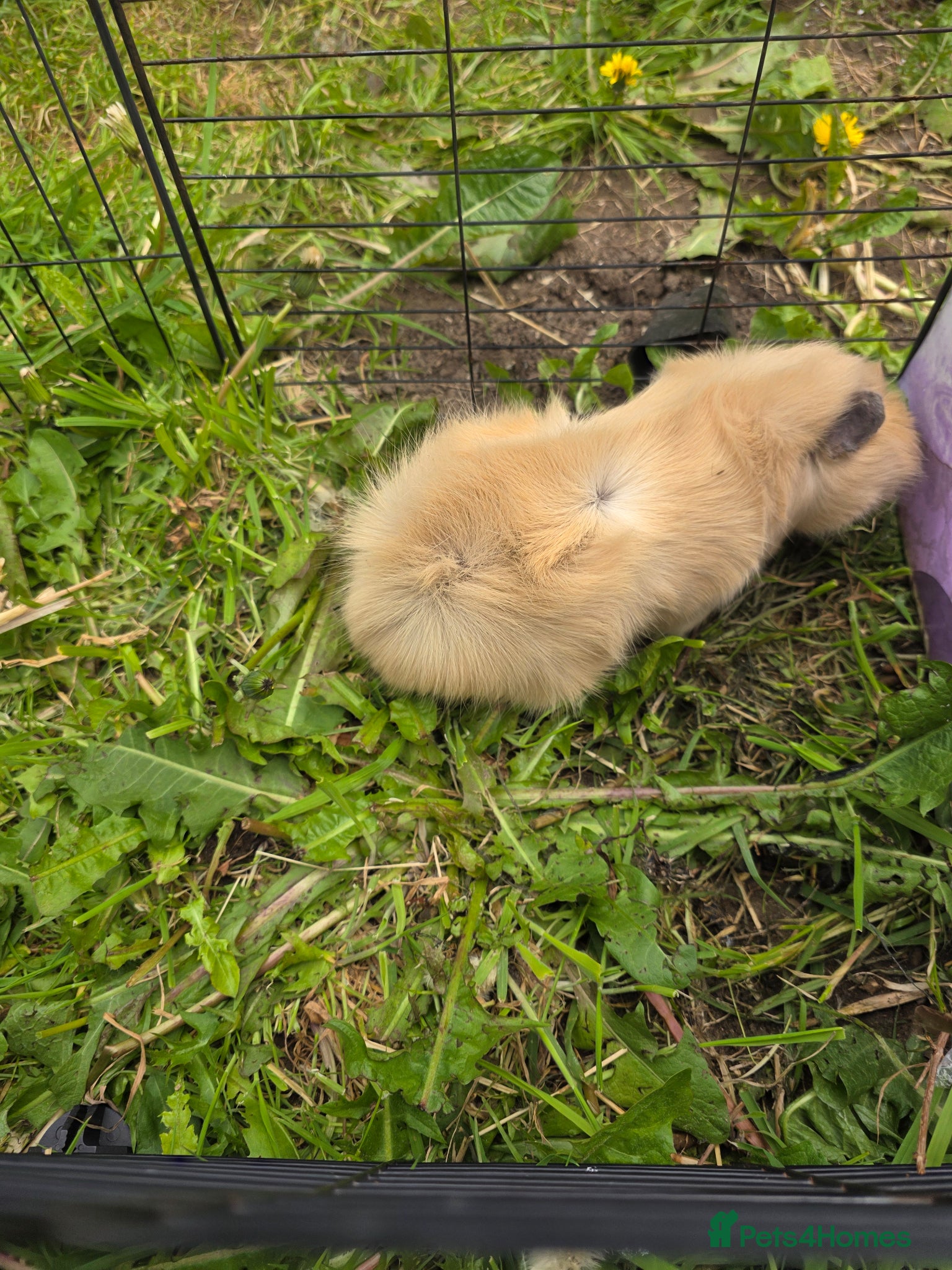 Guinea Pig rodents for sale: Pair of bonded boar guinea pigs - Advert 3