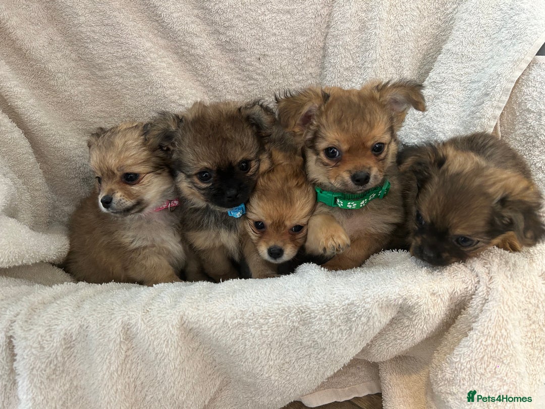 Pomchi dogs for sale: Beautiful fluffy pomchi puppies  - Image 20