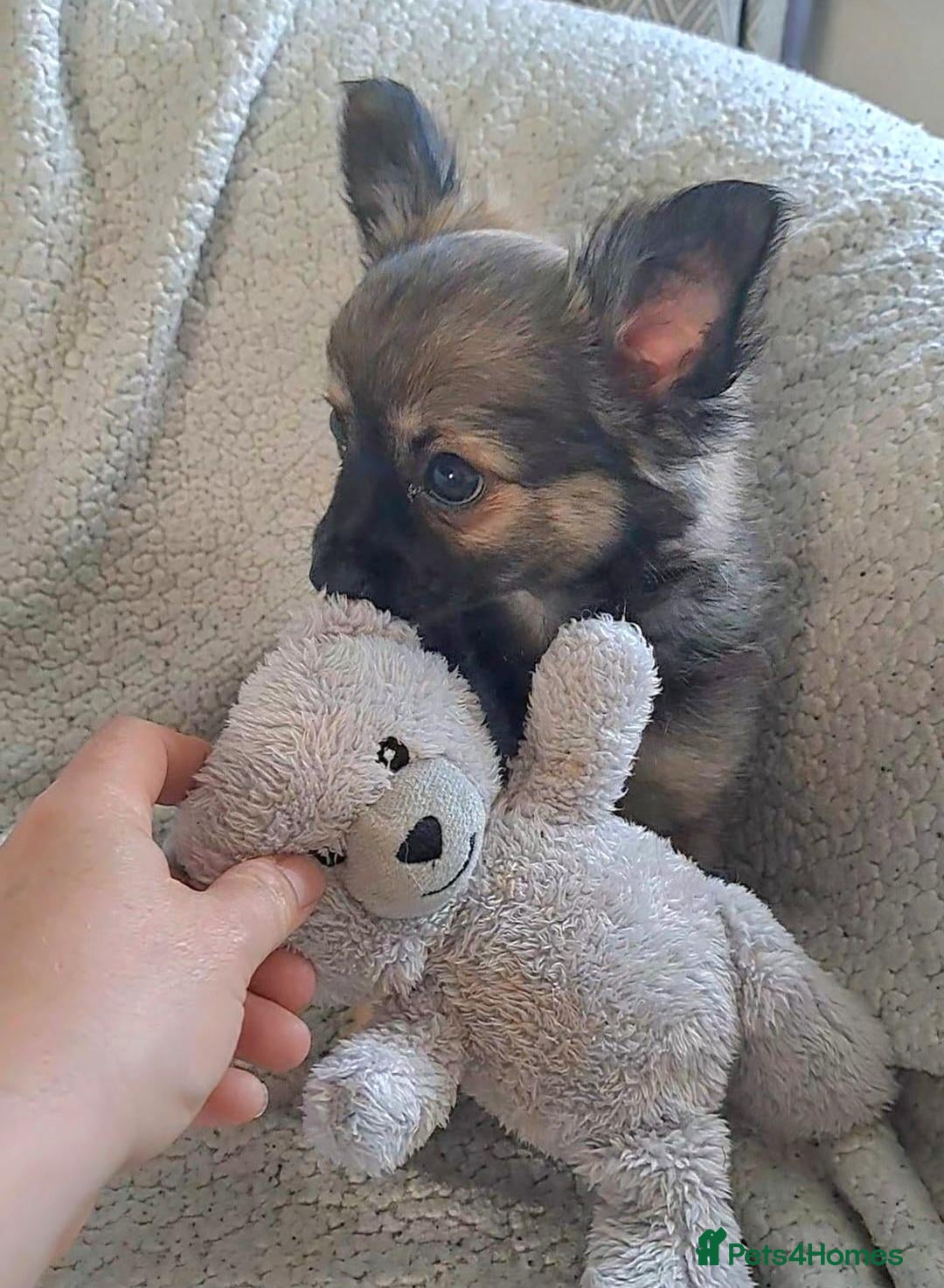 Chihuahua dogs *Last boy* long Coat Chihuahua male pup - Advert 6