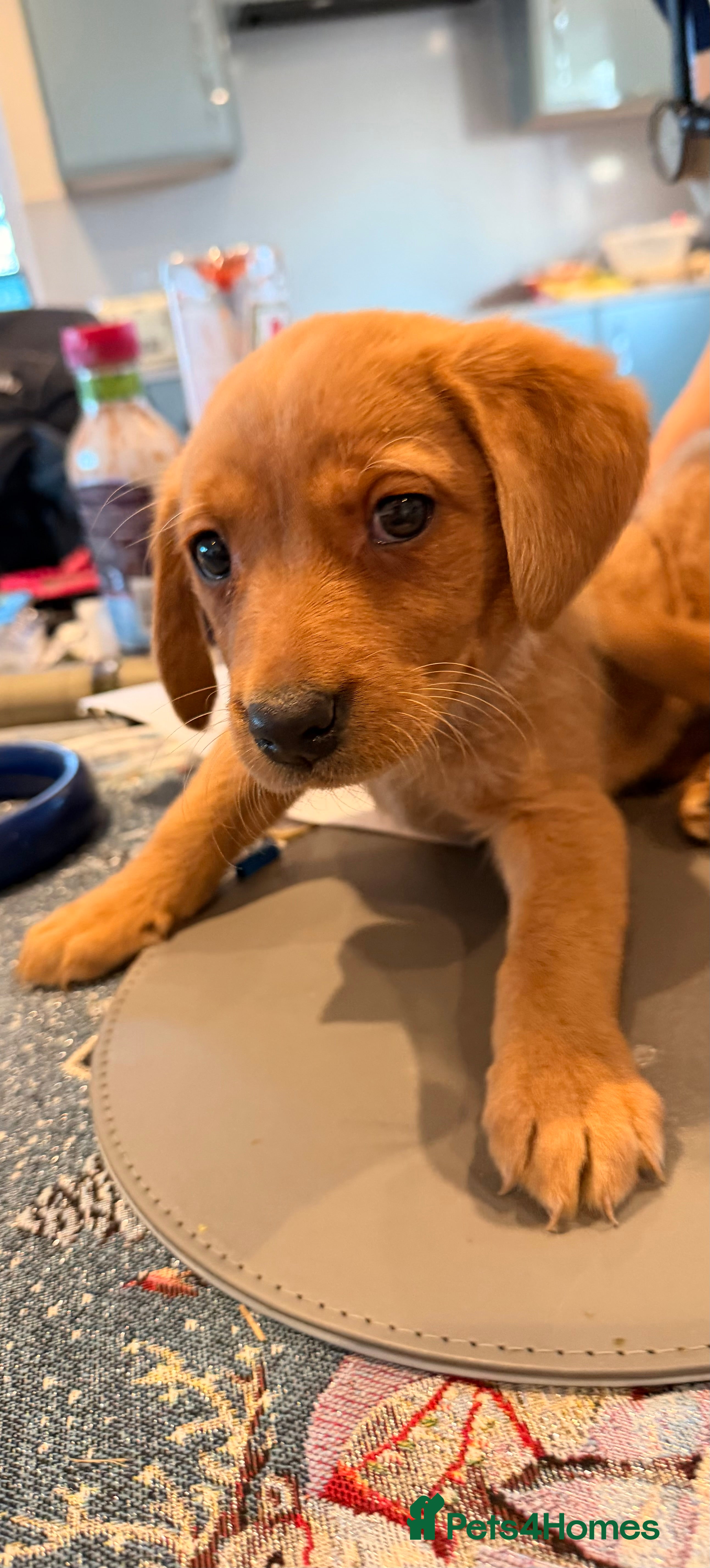 Labrador Retriever dogs Last red girl Ready 4 Jan 2026 Labrador pups  - Advert 2