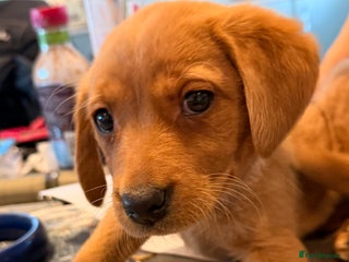 Labrador Retriever dogs Last red girl Ready 4 Jan 2026 Labrador pups - Advert 12