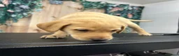 Labrador Retriever dogs for sale: 6 Labrador retrievers black and yellow - Advert 7