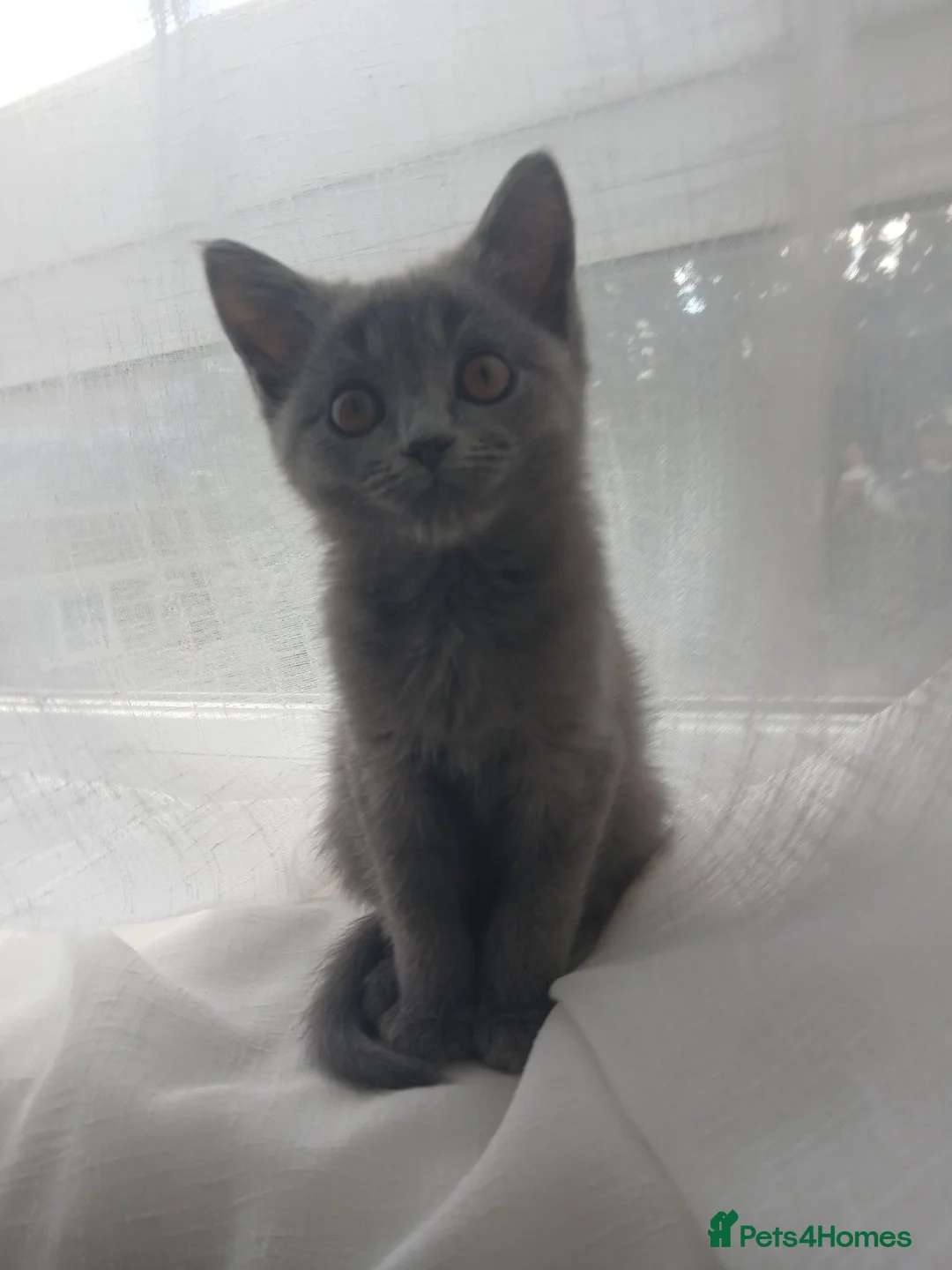 Himalayan cats for sale: Left Grey girl only - Advert 2