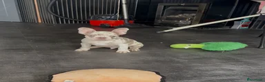 French Bulldog Puppy 1
