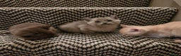 Burmese cats for sale: Pure pedigree, Registered Burmese,Vet checked 2x - Advert 4