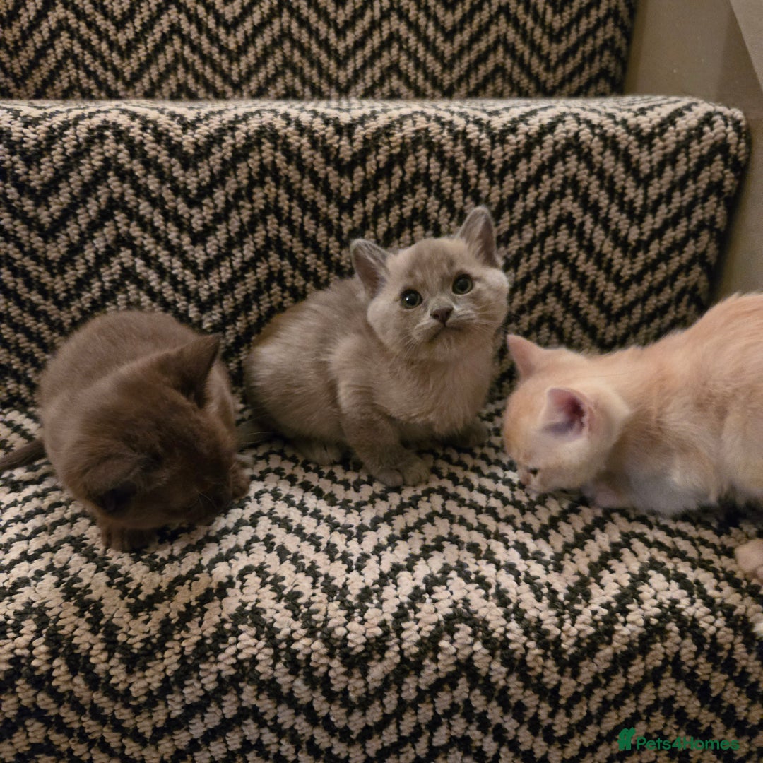 Burmese cats for sale: Pure pedigree, Registered Burmese,Vet checked 2x - Advert 4