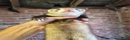 Ferret rodents for sale: Ferrets silver jills x2  - Advert 7