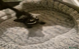 British Shorthair cats for sale: Kittens british shorthair bombay mix - Image 11