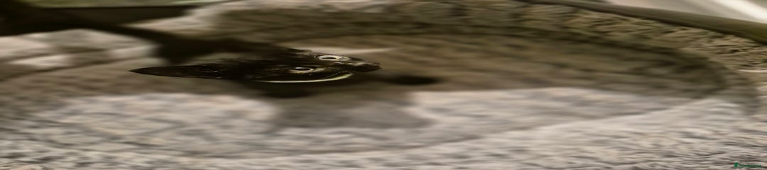 British Shorthair Kitten 6