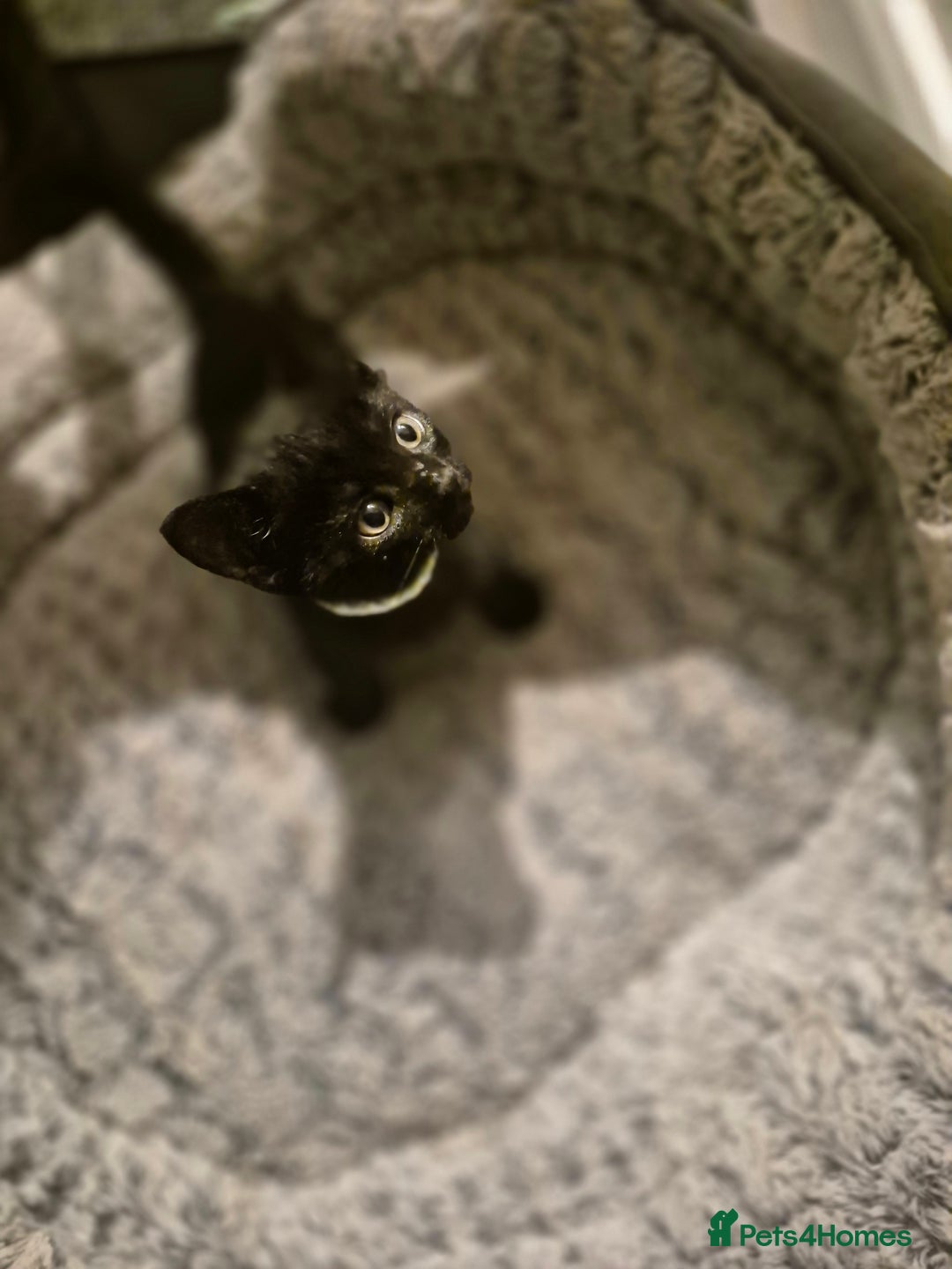 British Shorthair cats for sale: Kittens british shorthair bombay mix - Image 11