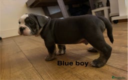 Olde English Bulldogge dogs for sale: Olde English bulldogs puppies  - Image 9