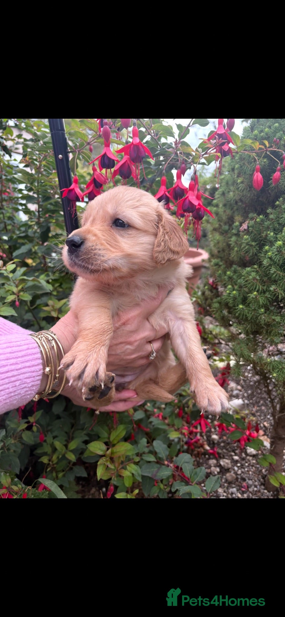 Golden Retriever dogs Golden retriever gorgeous dark puppies 🐶 🦴 - Advert 5