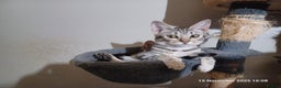 Ocicat cats for sale:  GCCF and FIFe registerd Ocicat Kittens - Advert 4