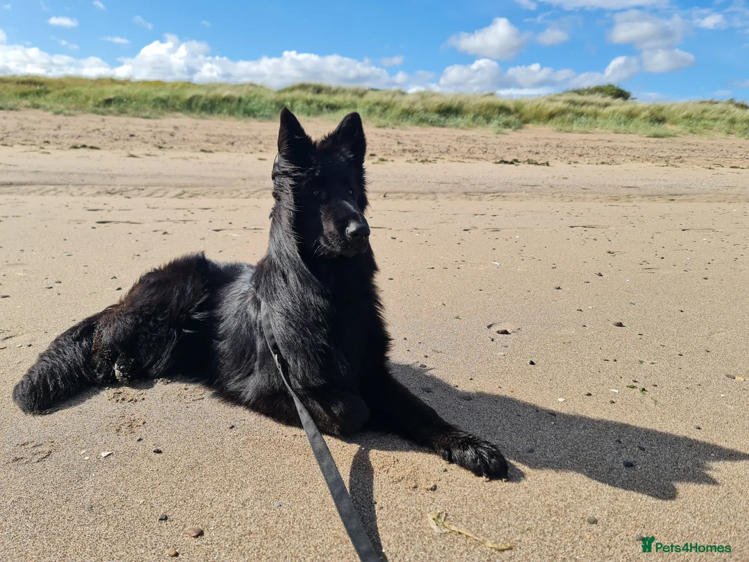 German Shepherd dogs for sale: Top Quality KC Black Long Hair German Shepherd  - Advert 18
