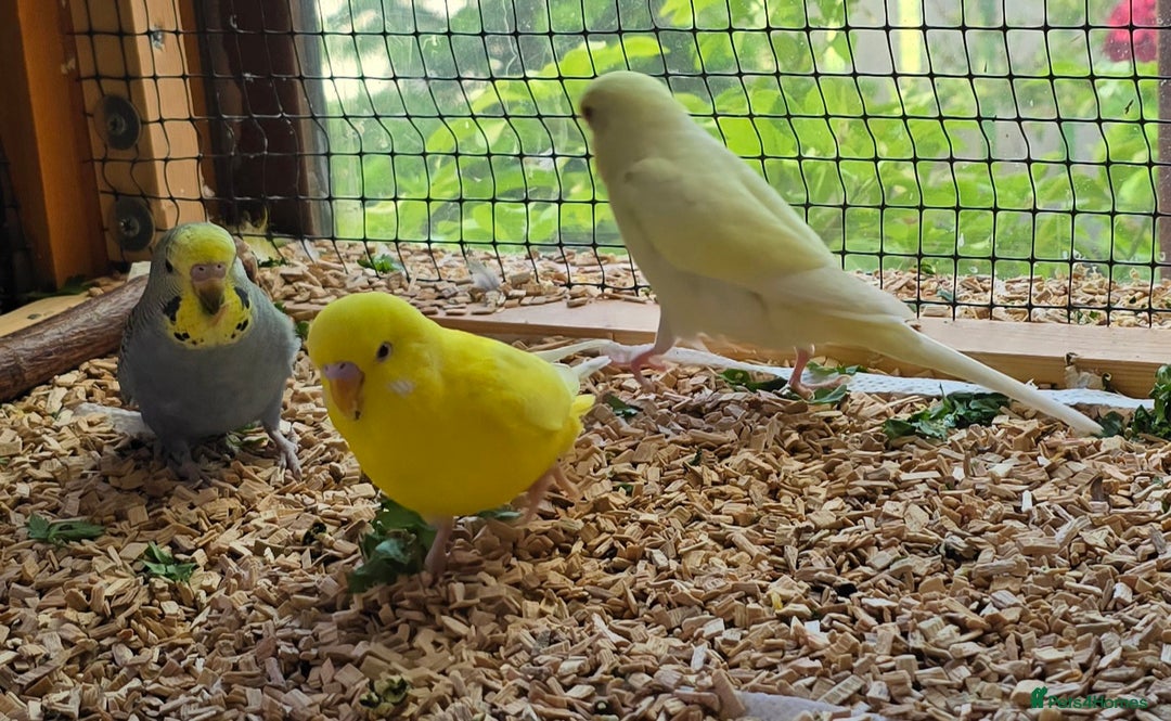 Budgerigars birds for sale: Yellow Lutino budgies. - Image 20
