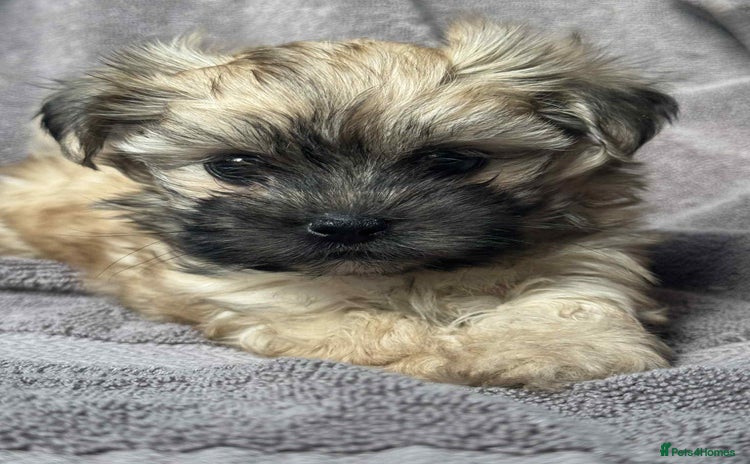 Maltipoo dogs - Advert 1
