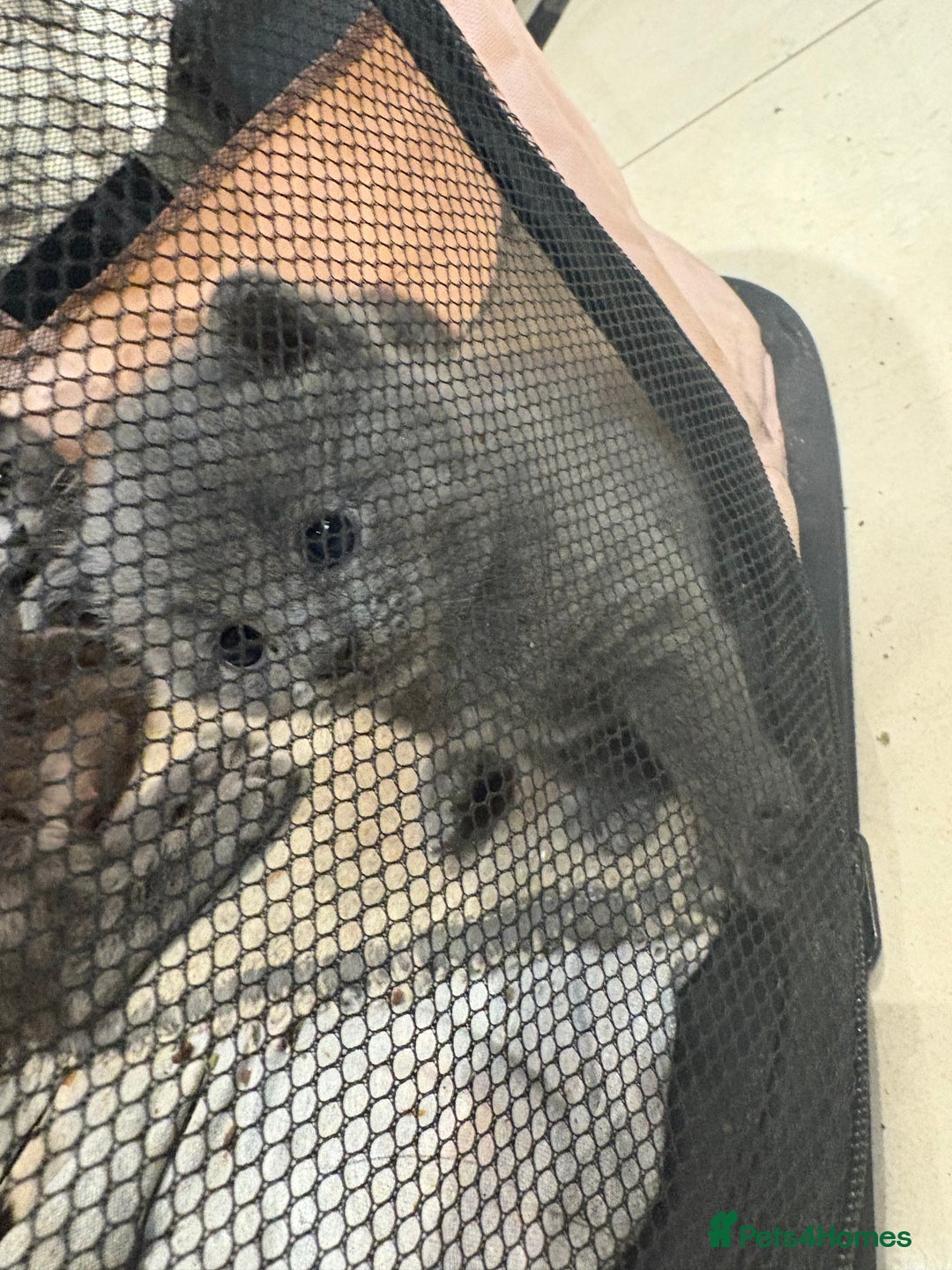 British Shorthair cats for sale: British Shorthair kittens  - Advert 19