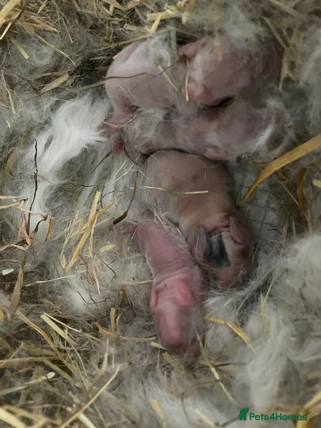 Mixed Breed rabbits for sale: Lion head x Holland lop babies  - Advert 1
