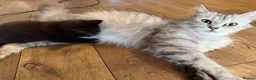 Mixed Breed cats for sale: Black and grey kitten  - Advert 10