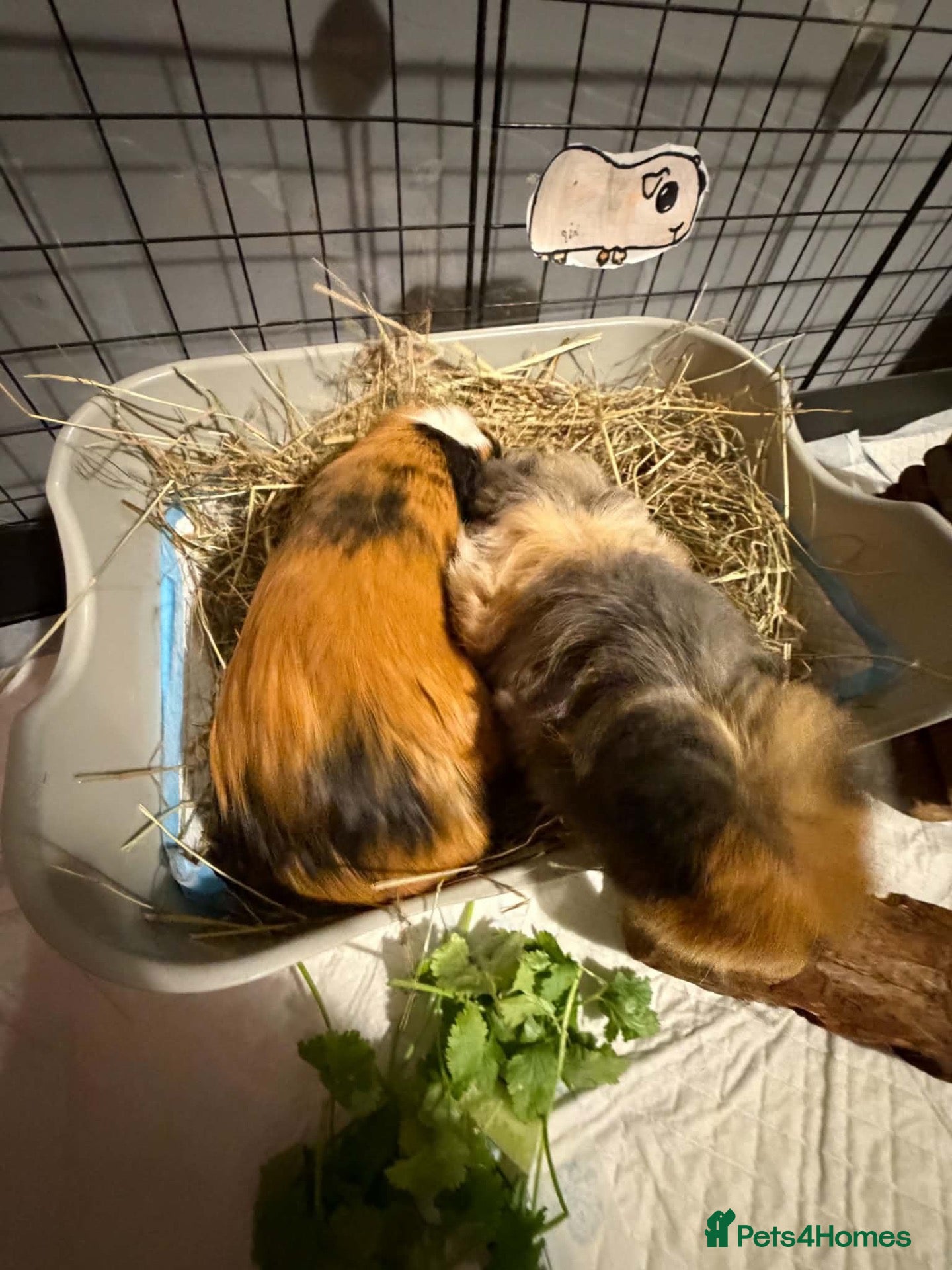 Guinea Pig rodents 2 female guinea pigs  - Advert 8