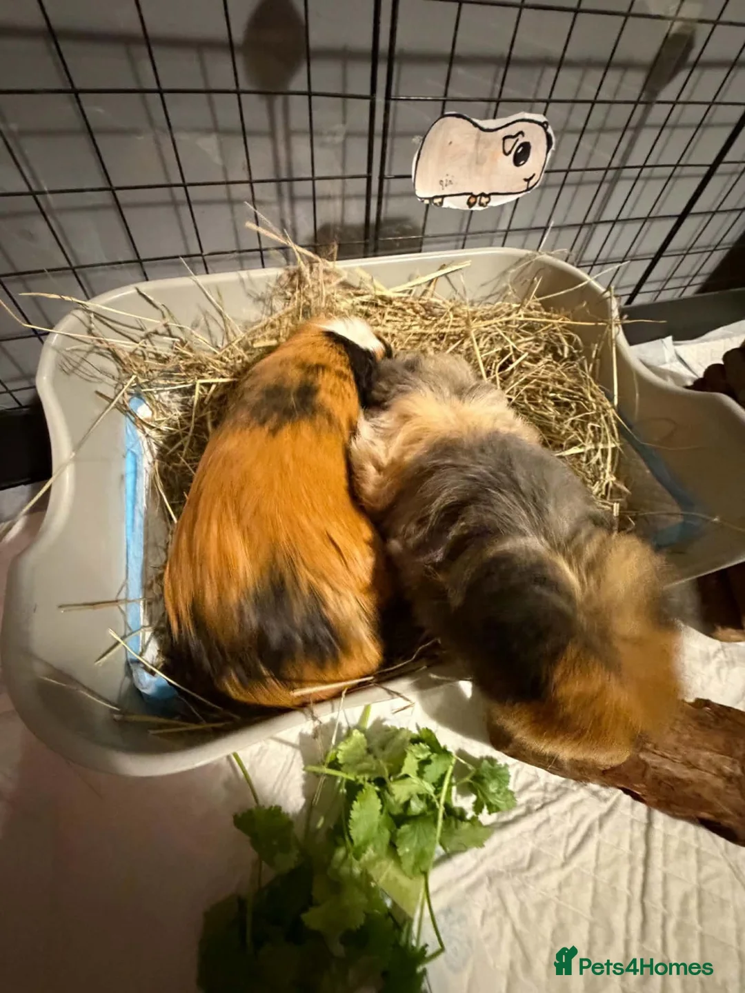 Guinea Pig rodents for sale: 2 female guinea pigs  in Barrow-upon-Humber - Advert 1